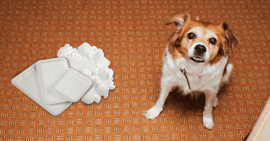 Dog ate hotsell styrofoam cup